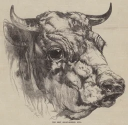 De beste korthoornige stier